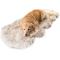 Show in main carousel: PawBrands PupRug Runner Faux Fur Orthopedic Dog Bed, White with Brown Accents, One Size slide 4 of 6