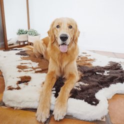 PawBrands PupRug Animal Print Memory Foam Dog Bed, Brown Cowhide, Medium slide 2 of 5