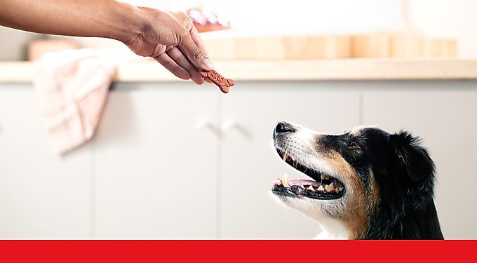 Milk-Bone Dipped Vanilla Yogurt Crunchy Dog Treats