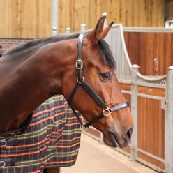 Shires Equestrian Products Tempest Plus Lite Stable Rug, Green Tartan, 60-in slide 2 of 3