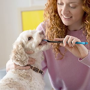 Paw Ready BrushMate Toothbrush & Enzymatic Banana Mint Flavor Dog & Cat Toothpaste, 70-gram bottle