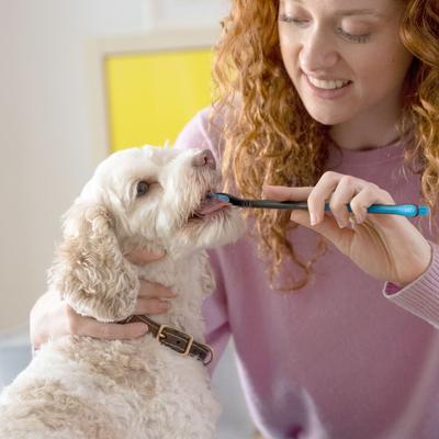 Show full view: Paw Ready BrushMate Toothbrush & Enzymatic Banana Mint Flavor Dog Toothpaste, 70-gram bottle slide 6 of 11