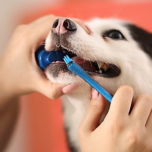 Paw Ready BrushMate Toothbrush, Small Brushing Assistant & Enzymatic Banana Mint Flavor Toothpaste for Small Dogs & Cats, 70-gram bottle