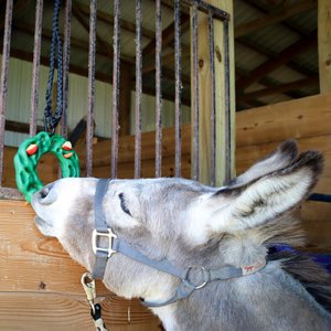 PetKORE Luna Ring with Hanging Kit Horse Toy, Green, 9-in