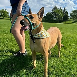 Heather's Heroes The Sidekick Transitional Dog Training Leash, Turquoise, Regular: 6-ft long, 3/8-in wide