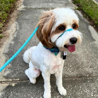 Show full view: Heather's Heroes The Sidekick Transitional Dog Training Leash, Turquoise, Mini: 6-ft long, 1/4-in wide slide 2 of 8