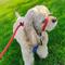 Show in main carousel: Heather's Heroes The Sidekick Transitional Dog Training Leash, Red, Regular: 6-ft long, 3/8-in wide slide 2 of 8
