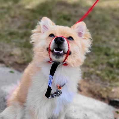 Show full view: Heather's Heroes The Sidekick Transitional Dog Training Leash, Red, Mini: 6-ft long, 1/4-in wide slide 2 of 8