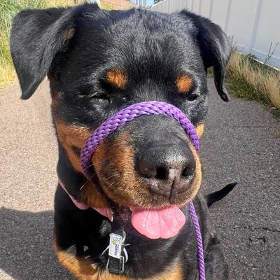 Show full view: Heather's Heroes The Sidekick Transitional Dog Training Leash, Purple, Regular: 6-ft long, 3/8-in wide slide 2 of 8