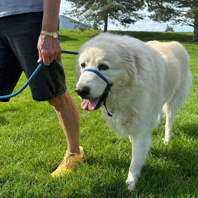 Show full view: Heather's Heroes The Sidekick Transitional Dog Training Leash, Blue, Regular: 6-ft long, 3/8-in wide slide 2 of 8