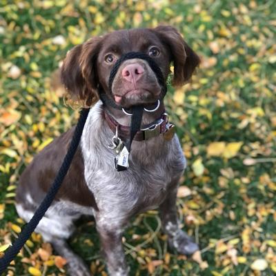 Show full view: Heather's Heroes The Sidekick Transitional Dog Training Leash, Black, Mini: 6-ft long, 1/4-in wide slide 2 of 8