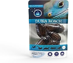 Jurassic Natural Super Fresh Dubia Roach, 5 count