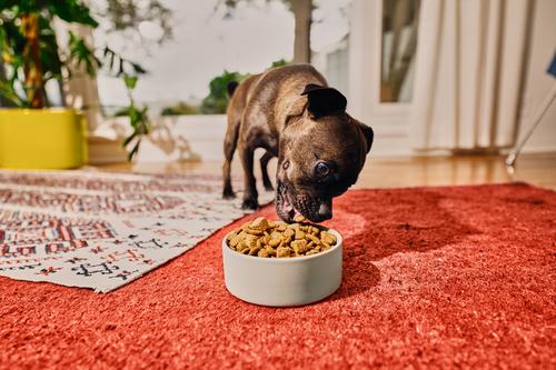 Show full view: Kismet Chicken & Barley Recipe with Freeze-Dried Nugs Dry Dog Food, 19-lb bag + Salmon & Brown Rice Recipe with Freeze-Dried Nugs Dry Food, 19-lb bag slide 4 of 10