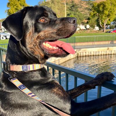 Show full view: Hamilton A Day Together Ribbon Overlay Nylon Standard Dog Leash, Brown Stripes, Small/Medium: 6-ft long, 5/8-in wide slide 4 of 5