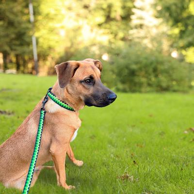 Show full view: Hamilton Nylon Weave Adjustable Multi-Function Standard Dog Leash, Green, Medium/Large: 4 to 6-ft long, 1-in wide slide 7 of 7