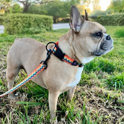 Hamilton Nylon Weave Standard Dog Collar, Orange, Small/Medium: 12 to 18-in neck, 5/8-in wide slide 2 of 6