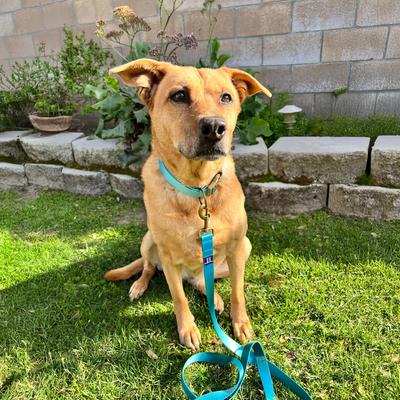 Show full view: Hamilton Eco Venture Recycled Ombre Adjustable Standard Dog Collar, Sage, Medium/Large: 18 to 26-in neck, 1-in wide slide 8 of 8