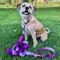 Show in main carousel: Hamilton Eco Venture Recycled Ombre Adjustable Dog Leash, Raspberry, Small/Medium: 4 to 6-ft long, 5/8-in wide slide 7 of 7