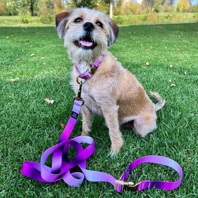 Show full view: Hamilton Eco Venture Recycled Ombre Adjustable Dog Leash, Raspberry, Small/Medium: 4 to 6-ft long, 5/8-in wide slide 7 of 7