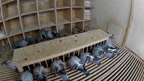 Show full view: Volkman Winners Cup 15% Decarlo Mix Pigeon Bird Food, 50-Ib bag slide 3 of 3