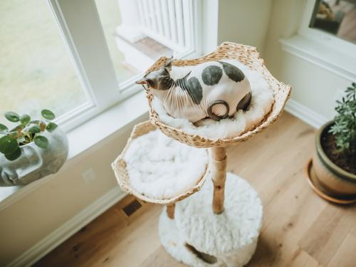 Show full view: Mau Cento 46-in Modern Wooden Cat Tree & Condo, White slide 4 of 9