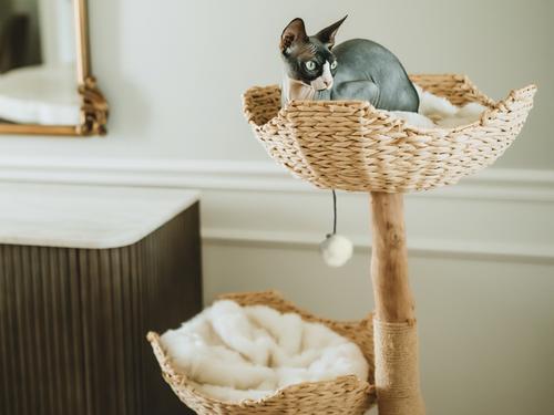 Show full view: Mau Cento 46-in Modern Wooden Cat Tree & Condo, White slide 2 of 9