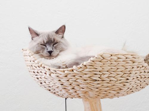 Show full view: Mau Cento 46-in Modern Wooden Cat Tree & Condo, Brown slide 4 of 9