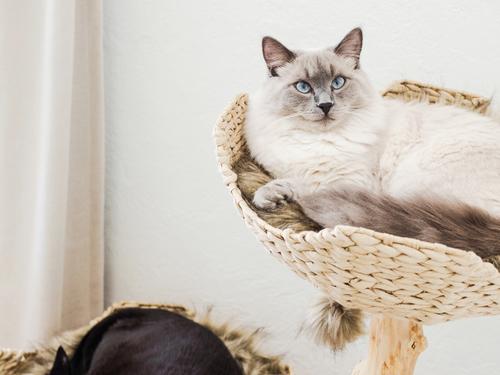 Show full view: Mau Cento 46-in Modern Wooden Cat Tree & Condo, Brown slide 3 of 9