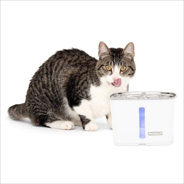 Cat water fountain chewy best sale