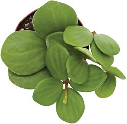 ReptiFauna Hope Peperomia Tropical Plant, 2-in Pot, 3 count slide 2 of 5