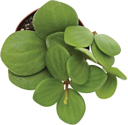Show full view: ReptiFauna Hope Peperomia Tropical Plant, 2-in Pot, 3 count slide 5 of 5
