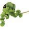 Show in main carousel: ReptiFauna Hope Peperomia Tropical Plant, 2-in Pot, 3 count slide 4 of 5