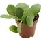 Show in main carousel: ReptiFauna Hope Peperomia Tropical Plant, 2-in Pot, 3 count slide 2 of 5