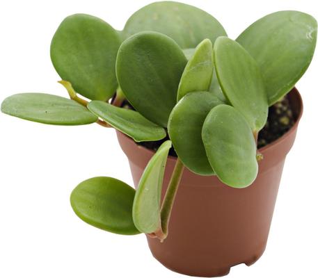 Show full view: ReptiFauna Hope Peperomia Tropical Plant, 2-in Pot, 3 count slide 2 of 5