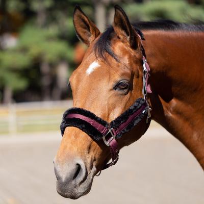 Show full view: Equinavia Valkyrie Ultra Fleece Horse Breakaway Halter, Wine Red/Black, Warmblood slide 3 of 5