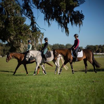 Show full view: Equinavia Valkyrie Equalizer Dressage Girth, Black, 24-in slide 4 of 5
