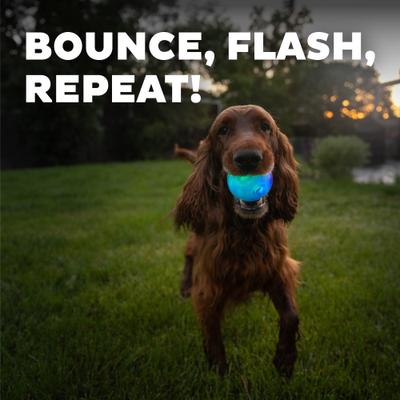 Show full view: Outward Hound Orbee-Tuff LED Strobe Ball Tough Dog Chew Toy, Blue slide 4 of 12