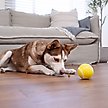 Show in main carousel: Outward Hound Sport Ballz Tennis Ball Treat-Dispensing Fetch Ball Dog Toy slide 6 of 11