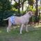 Show in main carousel: CuteBone Belly Band Male Dog Wrap Washable Dog Diapers, Medium: 14 to 17-in waist, Cow/Lion/Dog slide 8 of 13