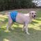 Show in main carousel: CuteBone Belly Band Male Dog Wrap Washable Dog Diapers, X-Small: 9 to 11-in waist, Cow/Lion/Dog slide 7 of 12