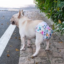 CuteBone Washable No Tail Hole Female Dog Diapers, 3 count, Large: 20 to 27-in waist slide 2 of 9