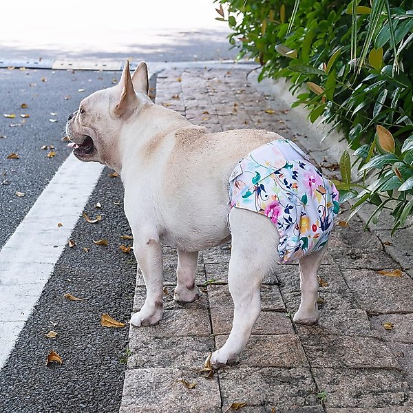 Show full view: CuteBone Washable No Tail Hole Female Dog Diapers, 3 count, X-Small: 10-in waist slide 8 of 11