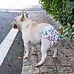 Show in main carousel: CuteBone Washable No Tail Hole Female Dog Diapers, 3 count, X-Small: 10-in waist slide 8 of 11