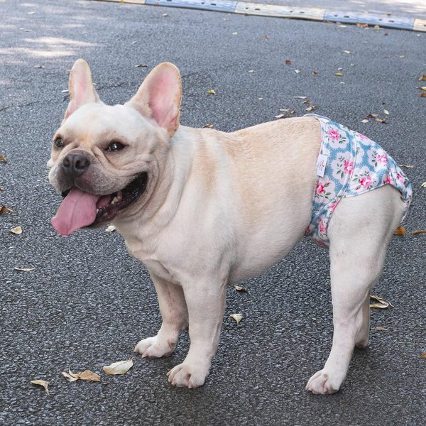 Show full view: CuteBone Washable No Tail Hole Female Dog Diapers, 3 count, X-Small: 10-in waist slide 7 of 11
