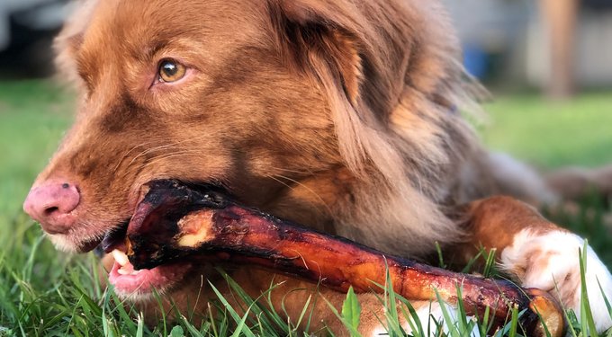 The Country Butcher Beef Shank Bone Dog Treat, 8-in