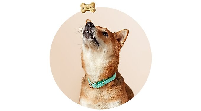 Jinx Medium Dental Dog Treats