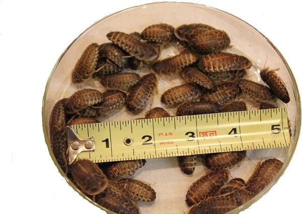 Symton Dubia Roaches Reptile Food, 50 count