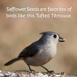 Pennington Select Safflower Seed Wild Bird Food, 15-lb bag slide 2 of 9