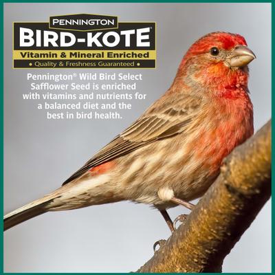 Show full view: Pennington Select Safflower Seed Wild Bird Food, 15-lb bag slide 7 of 10