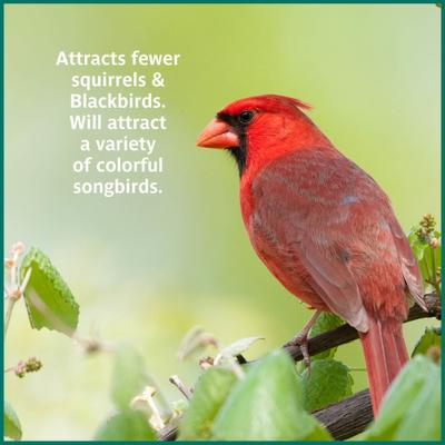 Show full view: Pennington Select Safflower Seed Wild Bird Food, 15-lb bag slide 6 of 10